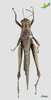 CollectionObject 2279207; 44b2f3c1-39ba-47b6-87c8-0237303f8988, Unioeste Cascavel K-1307: Male, dorsal view. (CollectionObject).