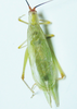 Oecanthus belti Collins & van Den Berghe, 2014: male. (Otu).
