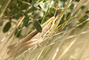 FieldOccurrence 3824; b43a0697-76d1-45c4-af77-aa922baf015d; Argentina: San Luis: Chacabuco
south of Villa del Carmen, 2026/03/03: (FieldOccurrence).