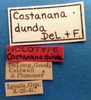 Other on Costanana dunda DeLong & Freytag, 1972: Male holotype [OSU]: labels. (Observation).