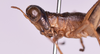 CollectionObject 1544475; 824b1dcb-4003-4f58-9591-55e80d5e63e0: male, head and pronotum, lateral view (Zeromastax malavasei holotype). (CollectionObject).