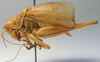 CollectionObject 1520639; e107b5ee-8f38-4d7e-be16-1fa186d4a614: male, lateral view (paratype). (CollectionObject).