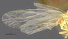 Forewing on Antillixius greyi Myers, 1928: (Observation).