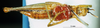 CollectionObject 1567229; 0814dfd5-2dc0-4462-8794-caf61dad1d93: female, ventral view (paratype). (CollectionObject).