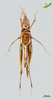 CollectionObject 2243699; Unioeste Cascavel K-0733, 402dfdf9-e29f-4272-a8e4-190aefbeef05: Female, ventral view. (CollectionObject).