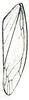 Forewing on Coelogypona venosella DeLong & Freytag, 1966: Forewing. (Observation).