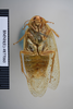 CollectionObject 1552810; NHMUK(SF IMPORT DUPLICATE) BMNH(E) 877060, 7767ac25-e7c2-49cd-84e3-45ad6bc306d5: Copyright NHM, London. Holotype female, ventral view. (CollectionObject).