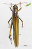CollectionObject 1525087; Unioeste Cascavel K-0585, 0847d8a5-9ef2-4af6-9181-7b517e32d999, Unioeste Cascavel K-0585: Female, dorsal view. (CollectionObject).