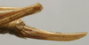 CollectionObject 1535921; baa9f1e8-3380-4e1d-9a3a-68bfe3103d66: female ovipositor (paralectotype). (CollectionObject).