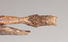 CollectionObject 1559597; NHMUK(SF IMPORT DUPLICATE) 844776, 5dfd6bd7-3ce4-48d0-8a44-fea50261d7ab: copyright Natural History Museum, London. male: end of abdomen, dorsal view (paratype). (CollectionObject).