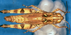 CollectionObject 1565651; 171eb416-728b-41f3-8dc6-378b2fd4db8a: female, dorsal view (allotype). (CollectionObject).