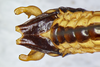 CollectionObject 1587985; e007eff4-1cb7-466e-b754-9fb5a2c43b76: male abdominal apex with subgenital plate and cerci in ventral view. (CollectionObject).