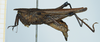 CollectionObject 1583402; dcf4d0cd-59b7-4914-a2fd-cabb8a20d510: male, lateral view. (CollectionObject).