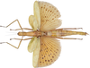 CollectionObject 1572587; 3f988d81-ee32-4370-9e65-a723ddec12e2: copyright ZSMC, Munich. female (holotype). (CollectionObject).