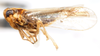 Habitus, lateral view: !! display not done !! on Sogatella kolophon (Kirkaldy, 1907): (Observation).