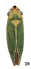 Habitus, dorsal view: !! display not done !! on Draeculacephala clypeata Osborn, 1926: (Observation).