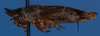 CollectionObject 1517635; 00794a45-b172-432a-beda-1de0dcd728a8: male, lateral view (holotype). (CollectionObject).