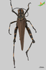 CollectionObject 2261281; b441941a-3daa-4eef-b232-9e012cb1d9b9, Unioeste Cascavel K-1218: Female, dorsal view. (CollectionObject).