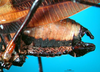 CollectionObject 1500589; 77363a4d-0dfb-4569-bed8-b35556572544, DORSA BTprograHTM: male abdomen tip, lateral view (holotype). (CollectionObject).