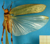 CollectionObject 1500503; dfc38884-7aad-4664-9e3f-a9dc9fd69d42, DORSA BTarascuHTM: male, dorsal view (holotype). (CollectionObject).