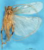 CollectionObject 1507248; 22593c97-8b91-4694-b925-4fe7bd79dd1d, DORSA HSabemicM01: male, dorsal view. (CollectionObject).