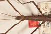 CollectionObject 1561824; 569f556d-3e0e-4df9-a2b3-4085e5ec0233: copyright OUMNH. female: head & thorax, dorsal view of Ceroys rabdota (holotype). (CollectionObject).