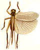 Diaphanogryllacris translucens translucens (Serville, 1838): Pl. 7, Fig. 2. melanistic form, dorsal view,. (Otu).