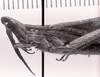 CollectionObject 1524372; b39573c0-95e0-4866-acec-07101cf67ede: male head and pronotum, lateral view (syntype of Hyalopteryx asinus). (CollectionObject).