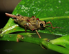 CollectionObject 1577352; f277d823-6509-4479-bc63-26a02c8ce3b8: Josip Skejo reproduced the photo with permission. dorso-lateral view, specimen resting on a leaf. (CollectionObject).