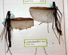 CollectionObject 1558660; 5c045756-e5bf-4f1c-9dae-551b211bf2f2: copyright MHNG Geneva. male and female (syntypes). (CollectionObject).;CollectionObject 1558661; acd90017-8e00-4e57-86cd-7e883b267c06: copyright MHNG Geneva. male and female (syntypes). (CollectionObject).