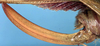 CollectionObject 1517334; bc9f1231-190a-4b3d-a505-3b8157294075: female ovipositor (holotype). (CollectionObject).