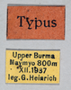 CollectionObject 1501023; 38609b38-5c33-49b4-9c1b-07854629882e: male, labels (holotype of Chlorizeina elegans). (CollectionObject).