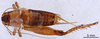 CollectionObject 1522765; dcb6ed4f-2c59-46d1-a472-dc9394a883e7: Male, dorsal view (holotype). (CollectionObject).