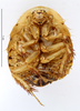 CollectionObject 1587320; MNHN(SF IMPORT DUPLICATE) MNHN-EP-EP1328, 743d1c78-0098-4d01-9cbc-80389cac7bc8: CC BY-NC-ND 4.0/MNHN - Depraetere Marion - 2014. Holotype, female, of pilosa Grandcolas, 1993. Specimen number: MNHN-EP-EP1328. http://coldb.mnhn.fr/catalognumber/mnhn/ep/ep1328. (CollectionObject).