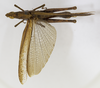 CollectionObject 1523793; fb057fe7-ebe2-49d0-a146-39d857d551be: male, dorsal view (holotype). (CollectionObject).