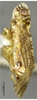 Habitus, lateral view on Deferunda (Deferunda) lua Long, Yang & Chen, 2013: (Observation).