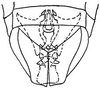 Subgenital plate, ventral view on Commellus comma (Van Duzee, 1892): genital capsule, ventrally. (Observation).