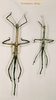 CollectionObject 1557853; b47b1683-8fd3-4e67-a9dd-8de000215460: copyright NHRS, Stockholm. female juv. of synonym Phibalosoma coronata (holotype, on left). (CollectionObject).