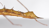 CollectionObject 1560182; c402b55a-31b7-4bdc-802a-1682b5531fe9: copyright ZMB, Berlin. femaleL end of abdomen, lateral view (paratype). (CollectionObject).;CollectionObject 1560183; c41a5ffd-ed43-4f7b-9cd3-0258f3494ac7: copyright ZMB, Berlin. femaleL end of abdomen, lateral view (paratype). (CollectionObject).