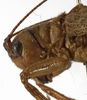 CollectionObject 1529711; 495844eb-7627-450b-831b-c49813163b88: male pronotum, lateral view (holotype). (CollectionObject).