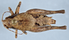 CollectionObject 2602171; 44e469c9-522d-4449-9126-52defe2c7484, CAS Entomology type 20377: male, dorsal view (holotype). (CollectionObject).