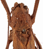 CollectionObject 1534509; 4c79a0fc-b7a5-4c3d-9485-69e46eebcb95: male pronotum, dorsal view (holotype). (CollectionObject).