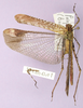 CollectionObject 1565818; 61f4887f-2a36-4324-973e-576d1076fbe6, cbt065s01: male, dorsal view. (CollectionObject).