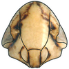 Head: !! display not done !! on Faltalini Zahniser & Dietrich, 2010: Clorindaia cyphora, face (INHS). (Observation).