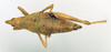 CollectionObject 1570992; 669c9149-f2ee-42da-bfba-9d4ec596d943: female, dorsal view (paratype). (CollectionObject).