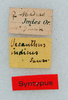 CollectionObject 1506058; 4237b19d-ebf6-4481-a97d-bd350c77315f: labels (syntype). (CollectionObject).