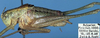 male, lateral view (paratype). Depicts Poecilimon (Poecilimon) zwicki Ramme, 1939, an Otu.