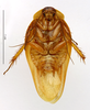 CollectionObject 1587331; MNHN(SF IMPORT DUPLICATE) MNHN-EP-EP1356, b2e992e4-fbea-4e50-b414-6174072386b1: CC BY-NC-ND 4.0/MNHN - Depraetere Marion - 2014. Paratype, male, of lineata Grandcolas, 1994. Specimen number: MNHN-EP-EP1356. http://coldb.mnhn.fr/catalognumber/mnhn/ep/ep1356. (CollectionObject).