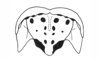 Episomacris tarsata Carbonell & Descamps, 1978: Fig. 54. male, epiproct. (Otu).