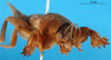CollectionObject 1476220; fbbdad55-1fa0-4709-afbc-a548da485736, DORSA BG00220S01: frontal view (syntype of Gryllotalpa borealis). (CollectionObject).